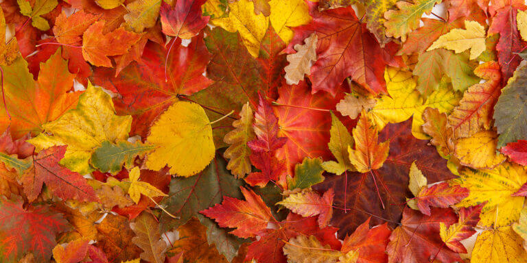 Colorful fall leaves